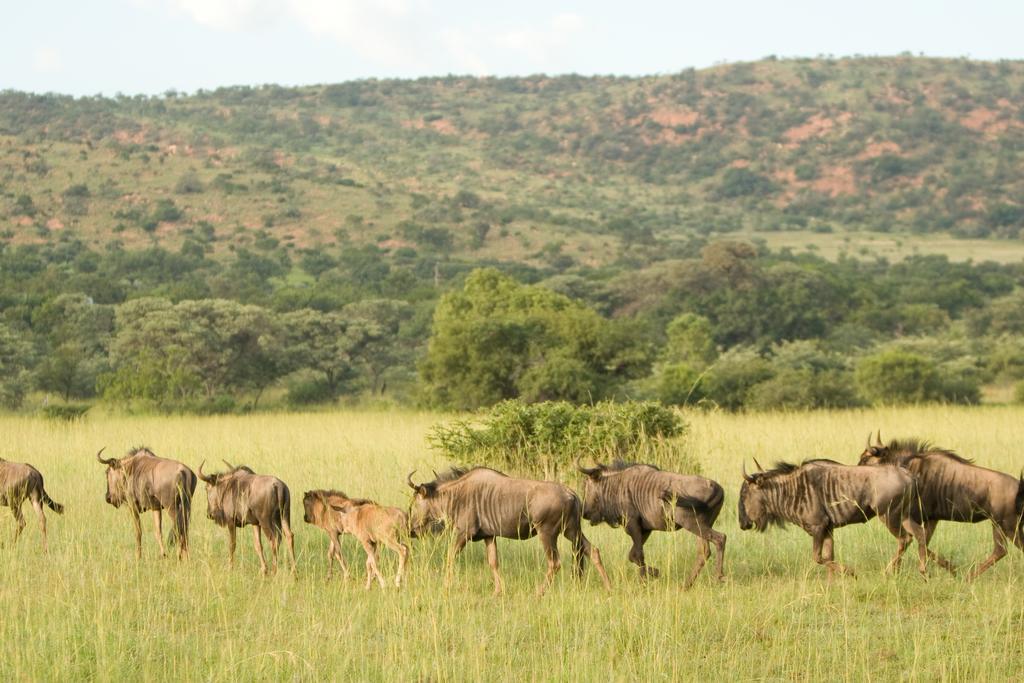 Kedar Heritage Lodge, Conference Centre & Spa Phokeng Buitenkant foto